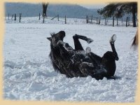 Un hiver  la Cavalerie de la Source